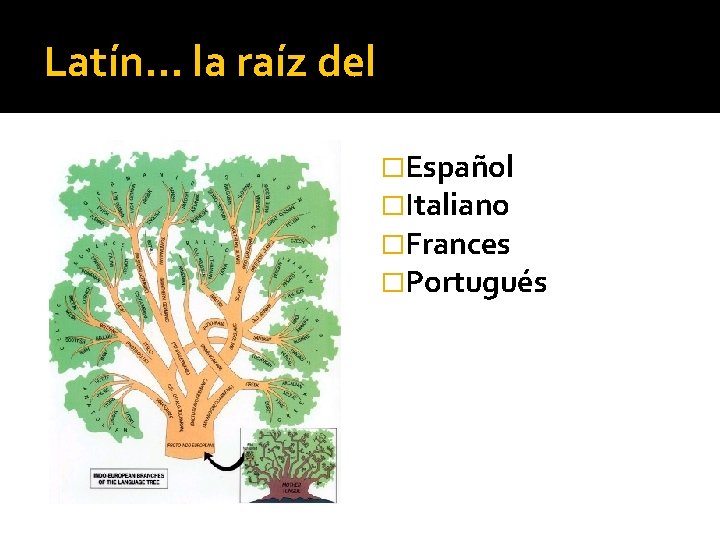 Latín… la raíz del �Español �Italiano �Frances �Portugués 