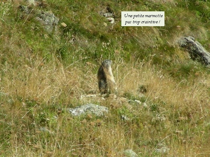 Une petite marmotte pas trop craintive ! 