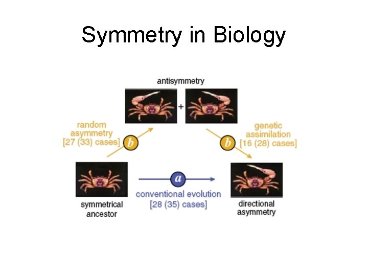 Symmetry in Biology 
