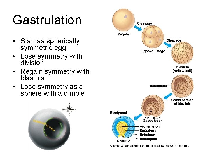 Gastrulation • Start as spherically symmetric egg • Lose symmetry with division • Regain