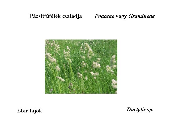 Pázsitfűfélék családja Ebír fajok Poaceae vagy Gramineae Dactylis sp. 