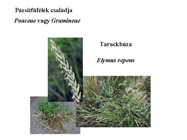 Pázsitfűfélék családja Poaceae vagy Gramineae Tarackbúza Elymus repens 