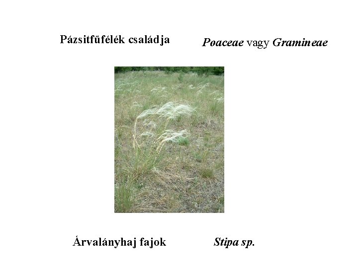 Pázsitfűfélék családja Árvalányhaj fajok Poaceae vagy Gramineae Stipa sp. 