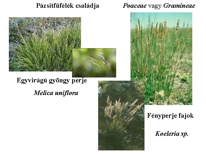 Pázsitfűfélék családja Poaceae vagy Gramineae Egyvirágú gyöngy perje Melica uniflora Fényperje fajok Koeleria sp.