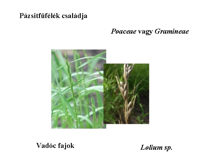 Pázsitfűfélék családja Poaceae vagy Gramineae Vadóc fajok Lolium sp. 