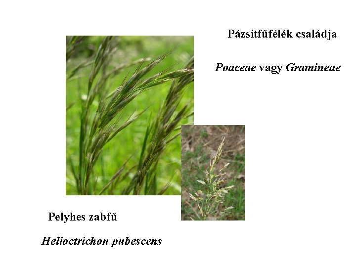 Pázsitfűfélék családja Poaceae vagy Gramineae Pelyhes zabfű Helioctrichon pubescens 