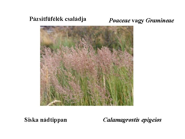 Pázsitfűfélék családja Siska nádtippan Poaceae vagy Gramineae Calamagrostis epigeios 