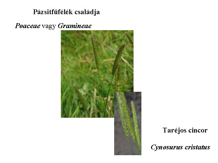 Pázsitfűfélék családja Poaceae vagy Gramineae Taréjos cincor Cynosurus cristatus 