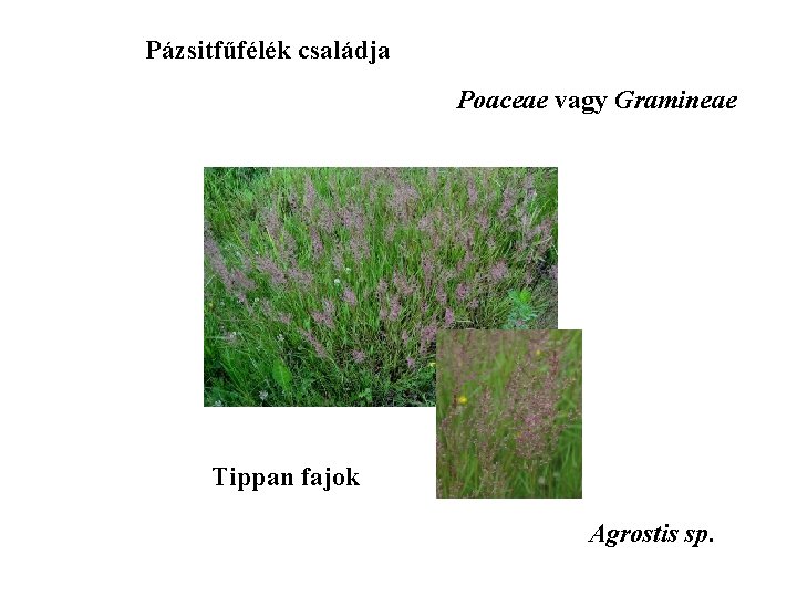 Pázsitfűfélék családja Poaceae vagy Gramineae Tippan fajok Agrostis sp. 