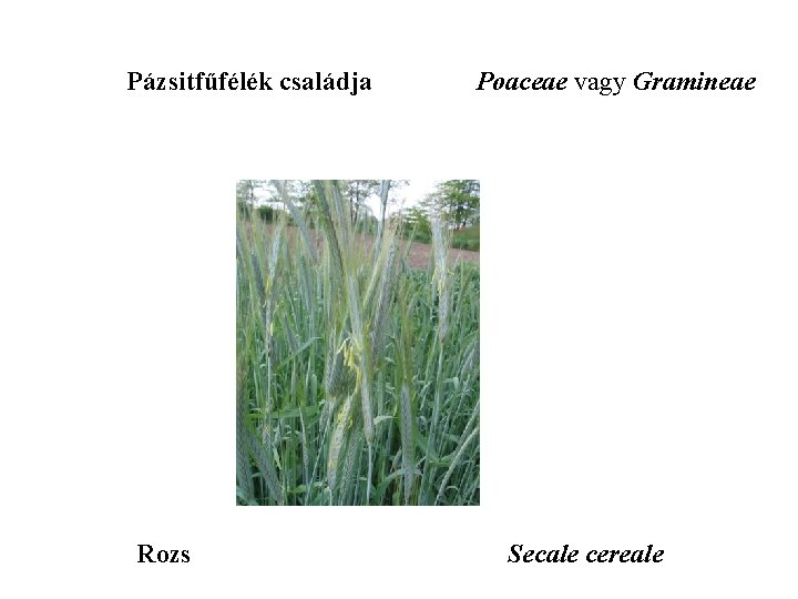 Pázsitfűfélék családja Rozs Poaceae vagy Gramineae Secale cereale 