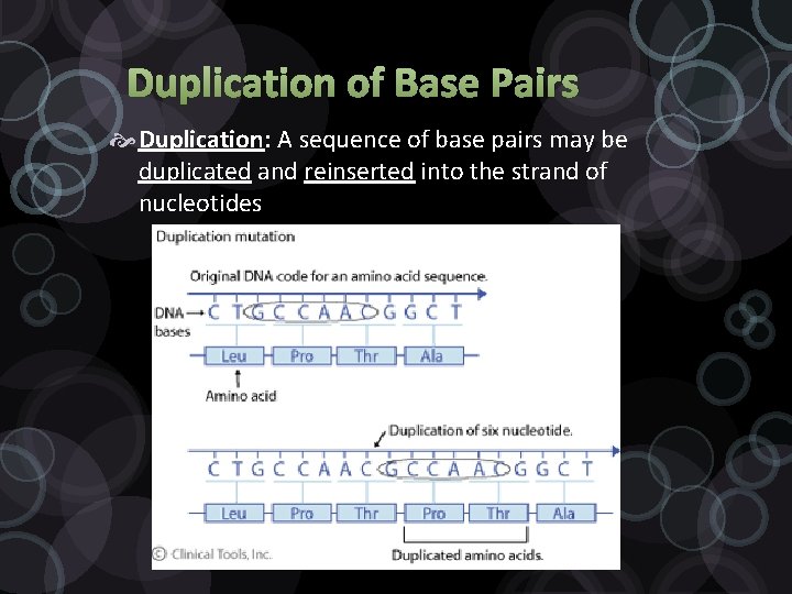 Duplication of Base Pairs Duplication: A sequence of base pairs may be duplicated and
