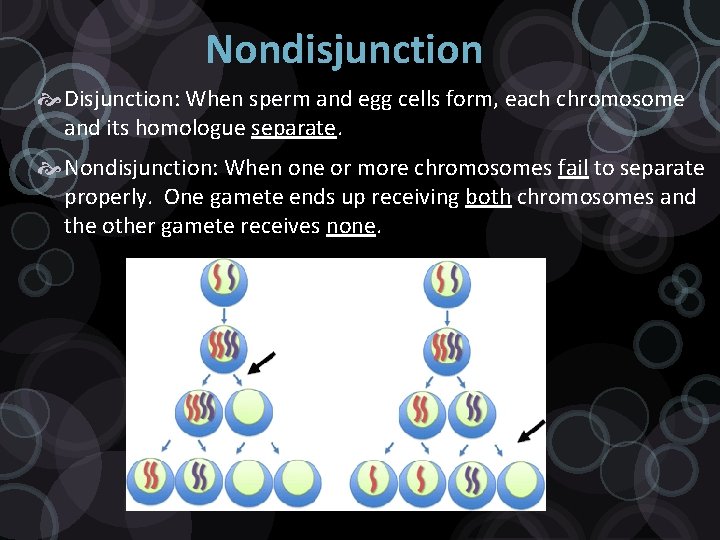 Nondisjunction Disjunction: When sperm and egg cells form, each chromosome and its homologue separate.