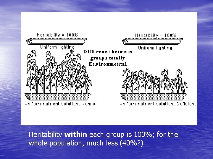 Heritability within each group is 100%; for the whole population, much less (40%? )