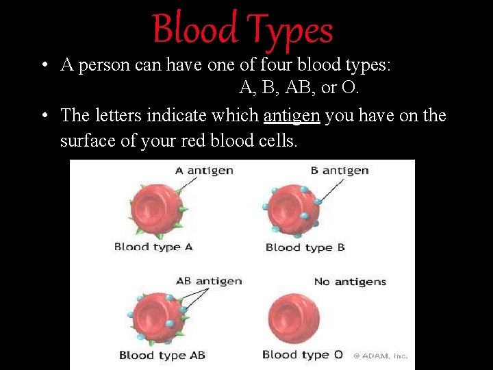 Blood Types • A person can have one of four blood types: A, B,