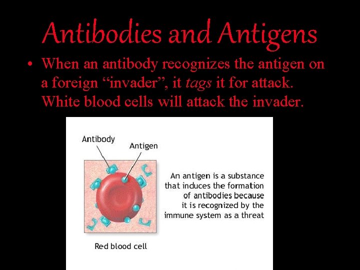 Antibodies and Antigens • When an antibody recognizes the antigen on a foreign “invader”,