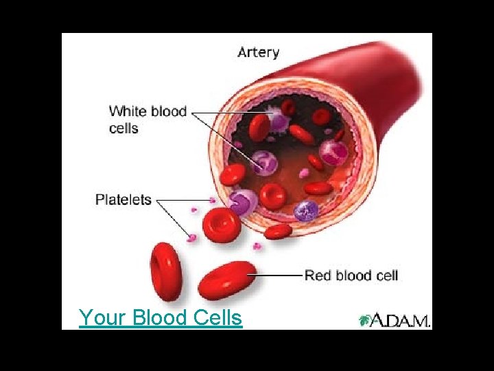 Your Blood Cells 