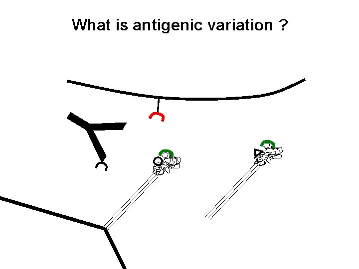 What is antigenic variation ? Y 