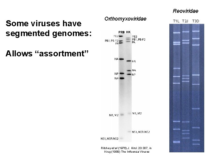 Reoviridae Some viruses have segmented genomes: Orthomyxoviridae Allows “assortment” Ritchey et al (1976) J.