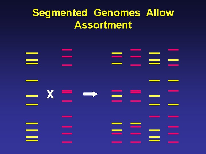 Segmented Genomes Allow Assortment X 