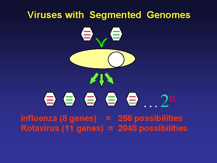 Viruses with Segmented Genomes n … 2 Influenza (8 genes) = 256 possibilities Rotavirus