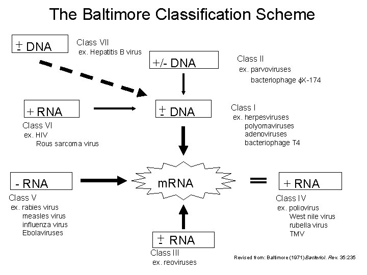 The Baltimore Classification Scheme +- DNA Class VII ex. Hepatitis B virus +/- DNA