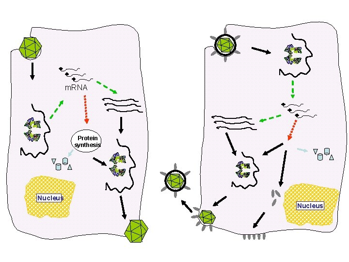 m. RNA Protein synthesis Nucleus 