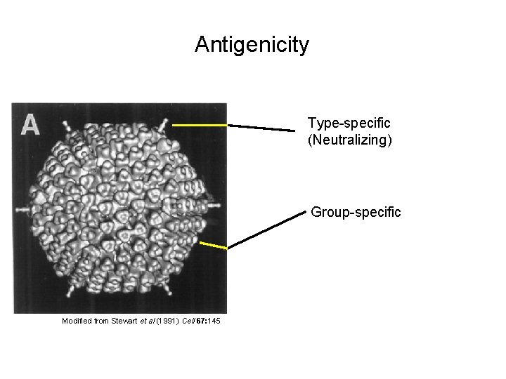 Antigenicity Type-specific (Neutralizing) Group-specific Modified from Stewart et al (1991) Cell 67: 145 