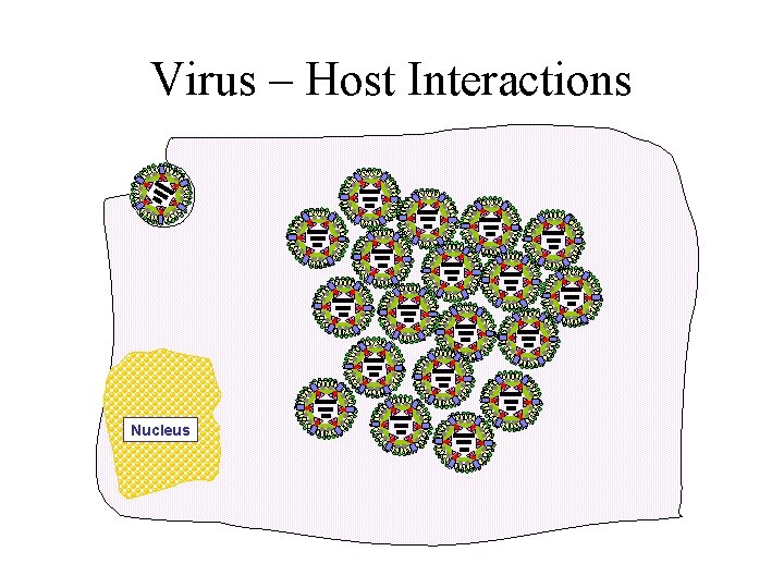 Virus – Host Interactions Nucleus 