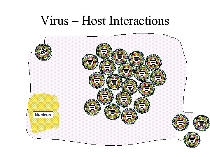 Virus – Host Interactions Nucleus 