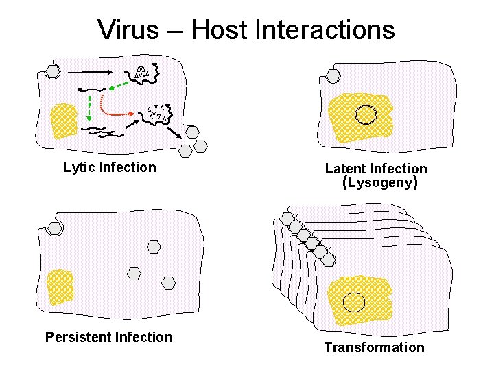 Virus – Host Interactions Lytic Infection Persistent Infection Latent Infection (Lysogeny) Transformation 