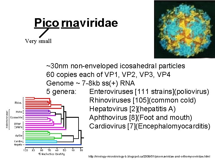 Pico rnaviridae Very small ~30 nm non-enveloped icosahedral particles 60 copies each of VP