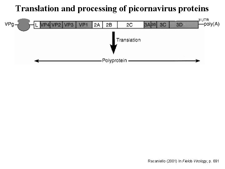 Translation and processing of picornavirus proteins Racaniello (2001) In Fields Virology, p. 691 