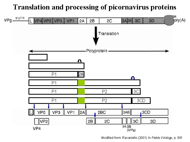 Translation and processing of picornavirus proteins P 1 2 A P 1 P 2