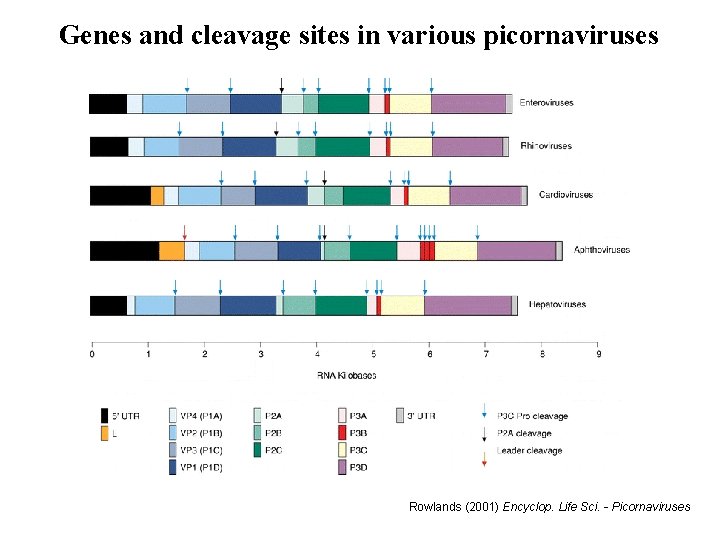 Genes and cleavage sites in various picornaviruses Rowlands (2001) Encyclop. Life Sci. - Picornaviruses