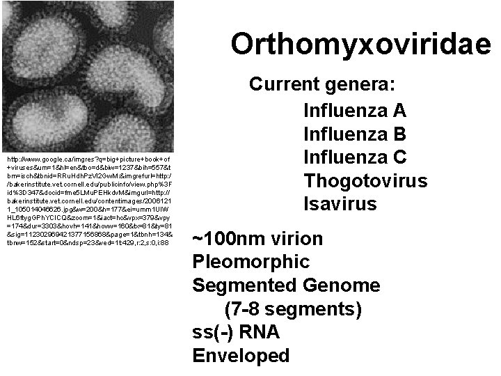 Orthomyxoviridae http: //www. google. ca/imgres? q=big+picture+book+of +viruses&um=1&hl=en&tbo=d&biw=1237&bih=557&t bm=isch&tbnid=RRu. Hdh. Pz. Vl 2 Gw. M: