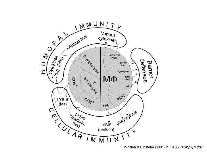 Whitton & Oldstone (2001) in Fields Virology, p. 287 