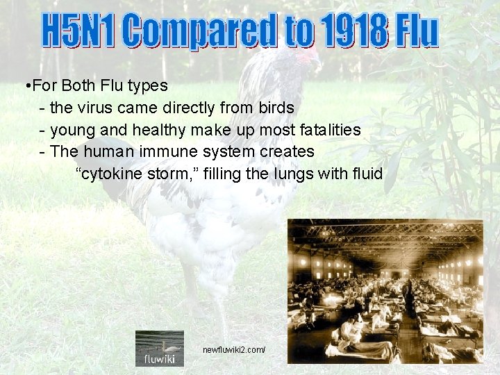  • For Both Flu types - the virus came directly from birds -