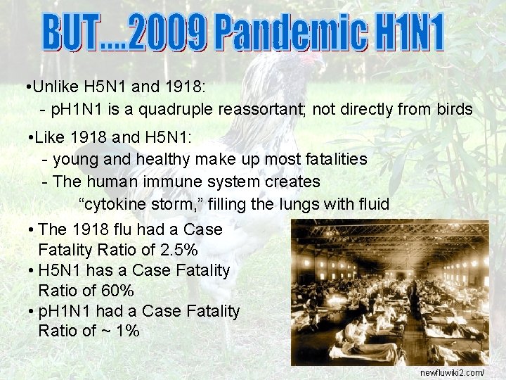  • Unlike H 5 N 1 and 1918: - p. H 1 N