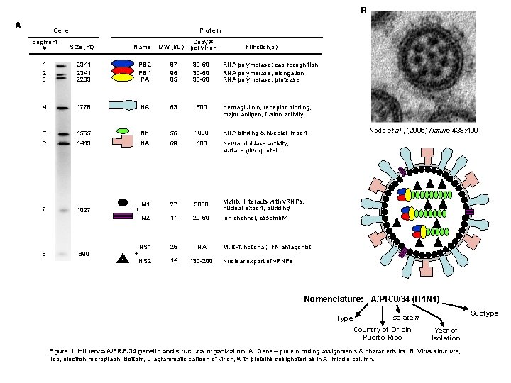 B A Gene Segment # Protein Size (nt) Name MW (k. D) Copy #