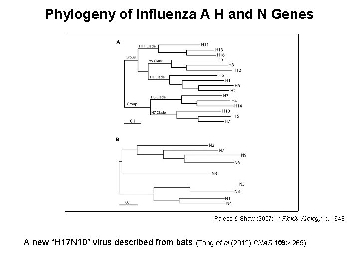 Phylogeny of Influenza A H and N Genes Palese & Shaw (2007) In Fields