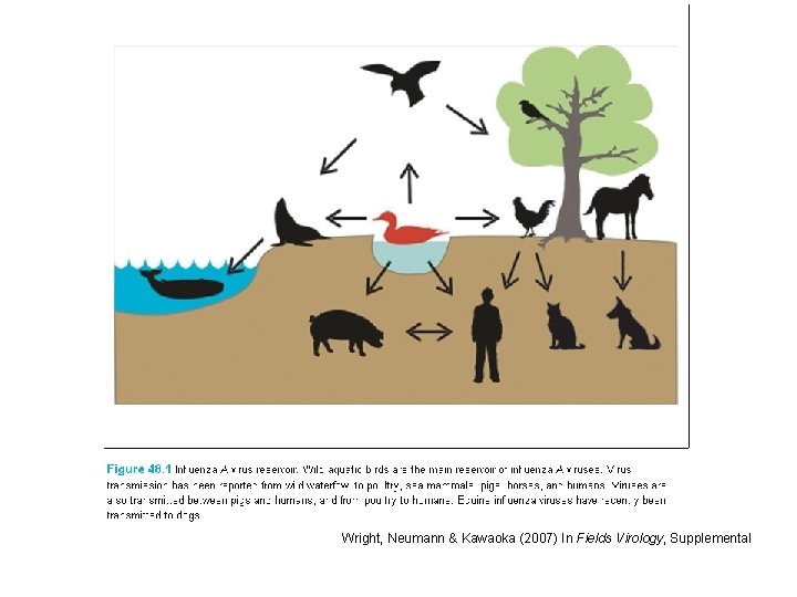 Wright, Neumann & Kawaoka (2007) In Fields Virology, Supplemental 