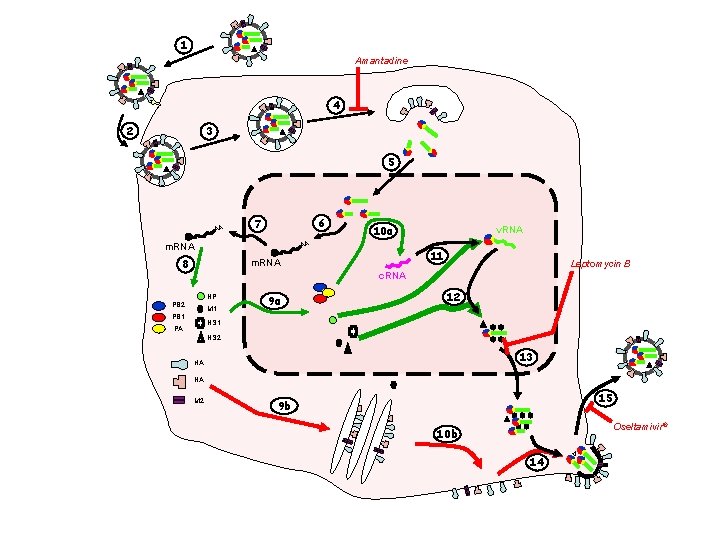 1 Amantadine 4 2 3 5 AA 6 7 10 a AA m. RNA