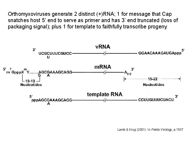 Orthomyxoviruses generate 2 distinct (+)RNA; 1 for message that Cap snatches host 5’ end