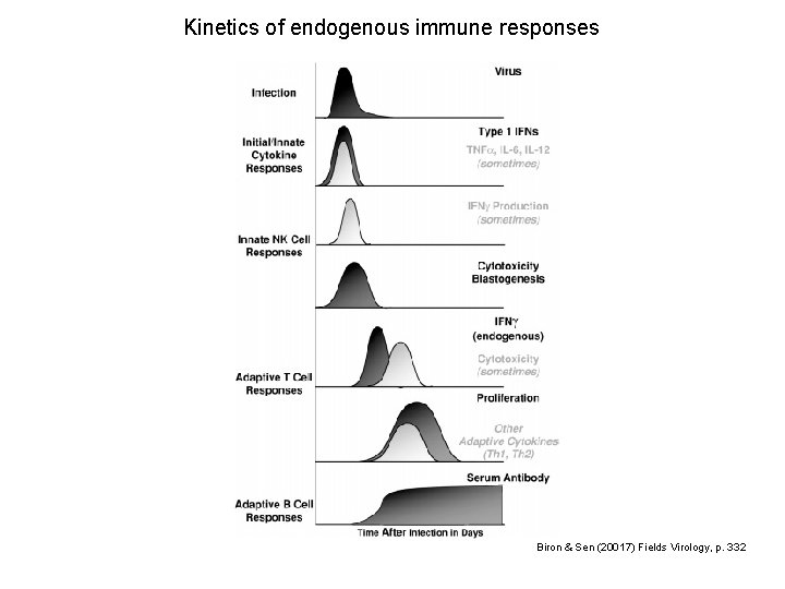 Kinetics of endogenous immune responses Biron & Sen (20017) Fields Virology, p. 332 