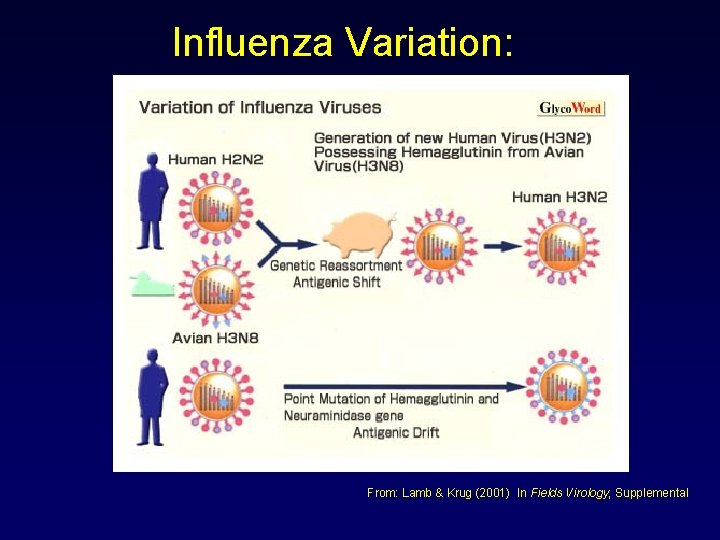Influenza Variation: From: Lamb & Krug (2001) In Fields Virology, Supplemental 