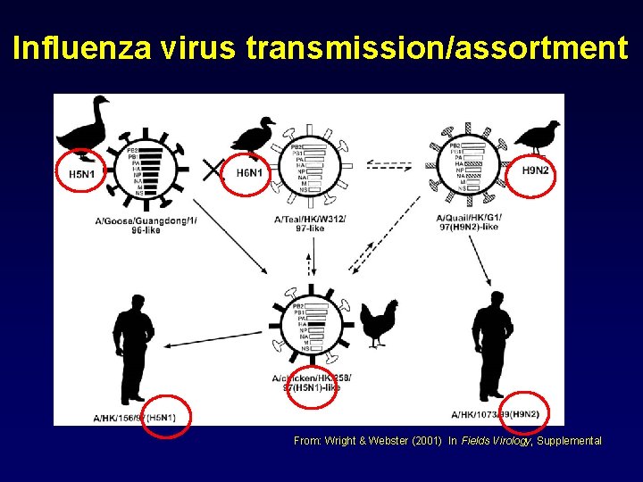 Influenza virus transmission/assortment From: Wright & Webster (2001) In Fields Virology, Supplemental 