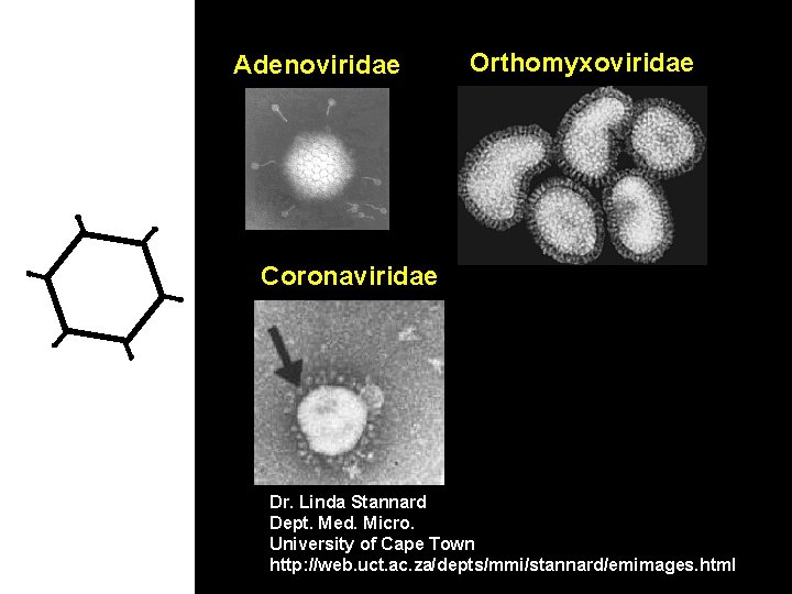 Adenoviridae Orthomyxoviridae Coronaviridae Dr. Linda Stannard Dept. Med. Micro. University of Cape Town http: