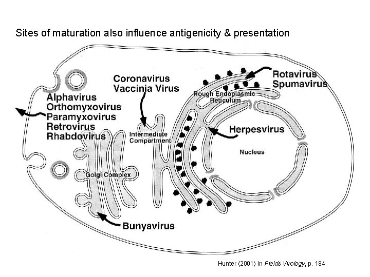 Sites of maturation also influence antigenicity & presentation Hunter (2001) In Fields Virology, p.
