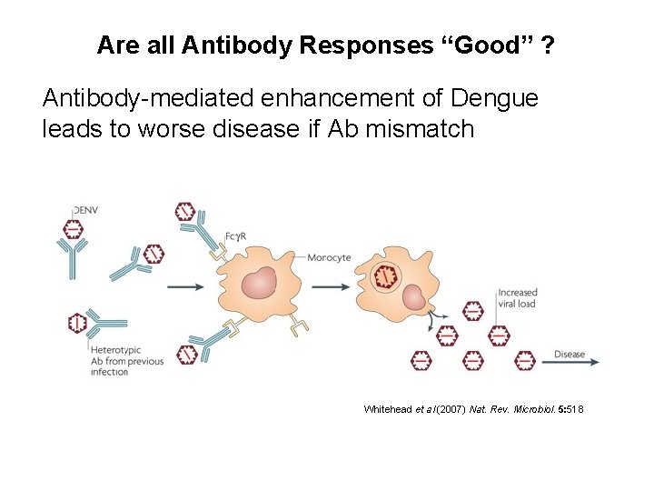 Are all Antibody Responses “Good” ? Antibody-mediated enhancement of Dengue leads to worse disease