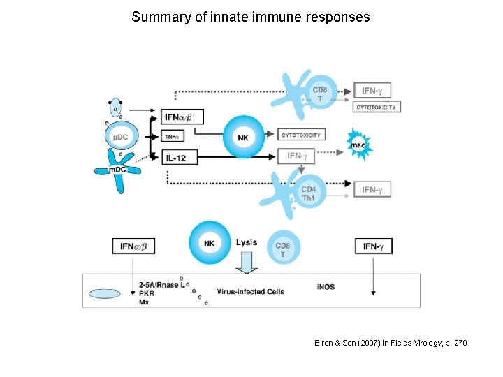 Summary of innate immune responses Biron & Sen (2007) In Fields Virology, p. 270